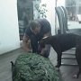 Bengalo hilft Nico mit dem Tannenbaum