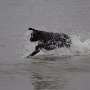 Strandspaziergang November 2012 in Sankt Peter Ording - "Seehund" Donna